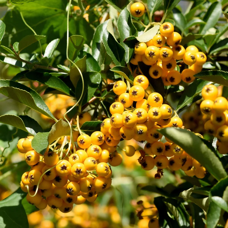 3 Pyracantha jaune