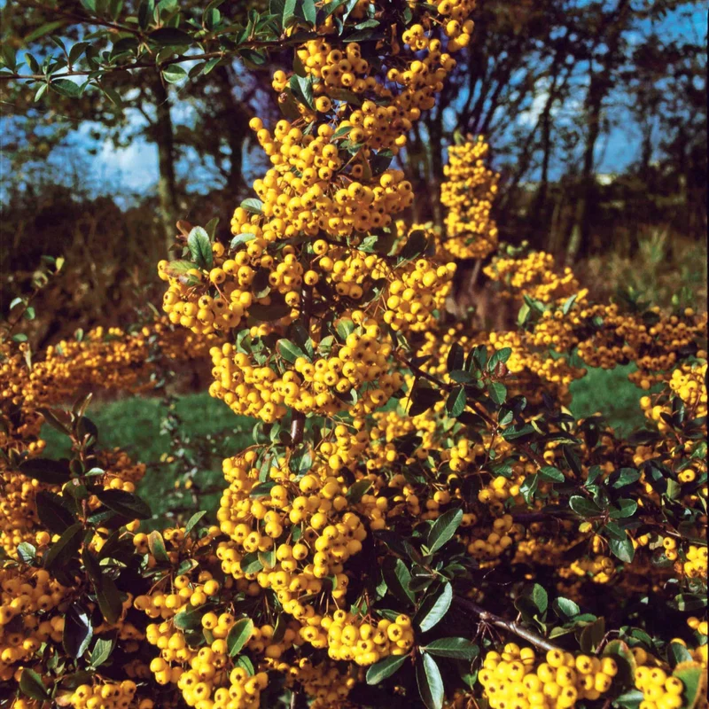 3 Pyracantha jaune