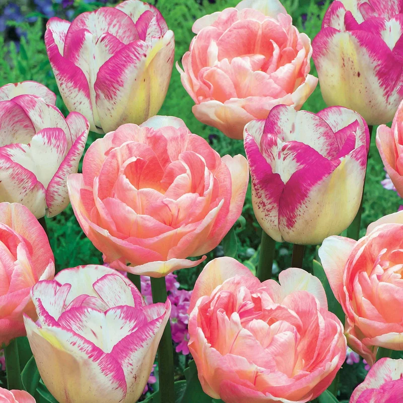 20 Tulipes doubles Angélique et Shirley
