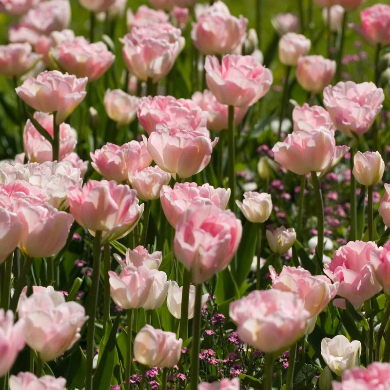 20 Tulipes doubles Angélique et Shirley