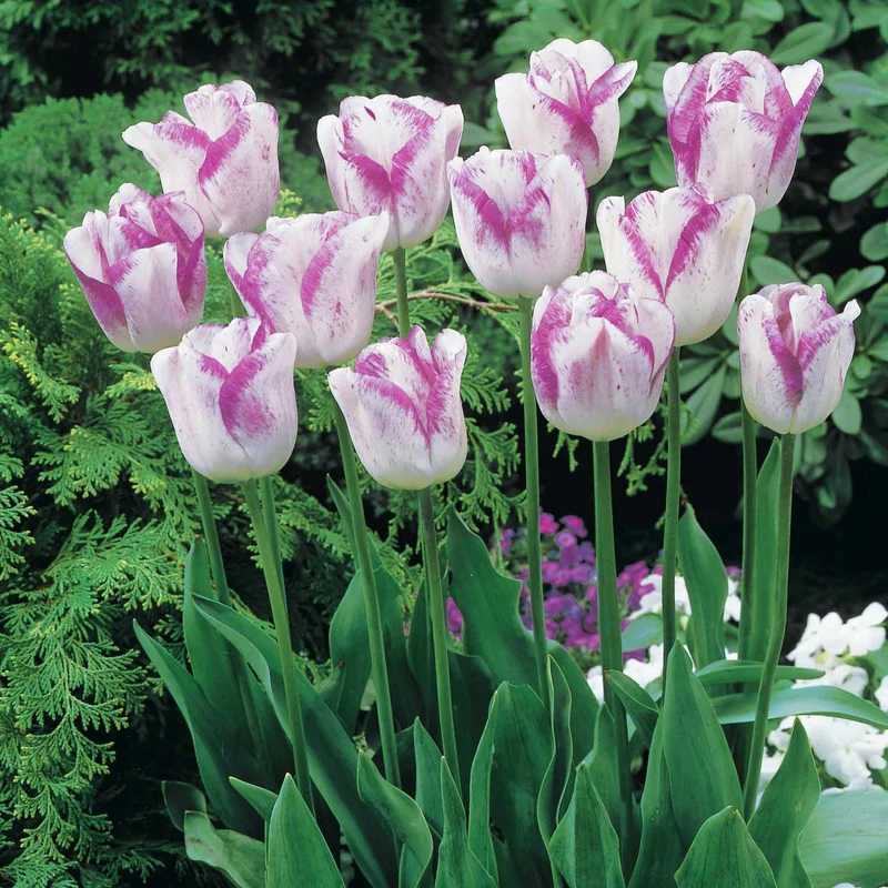 20 Tulipes doubles Angélique et Shirley