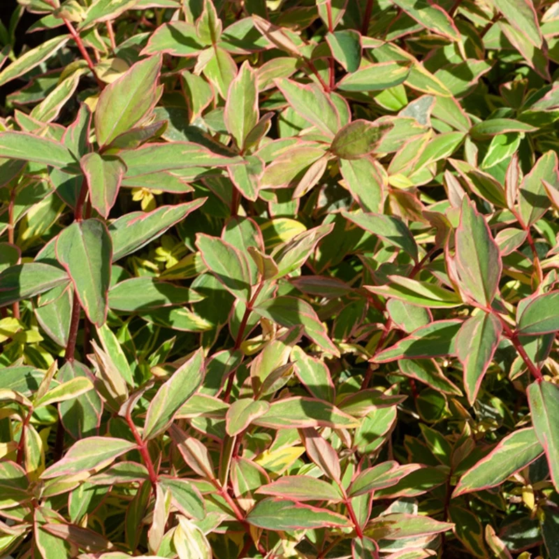 Millepertuis de Moser Tricolor