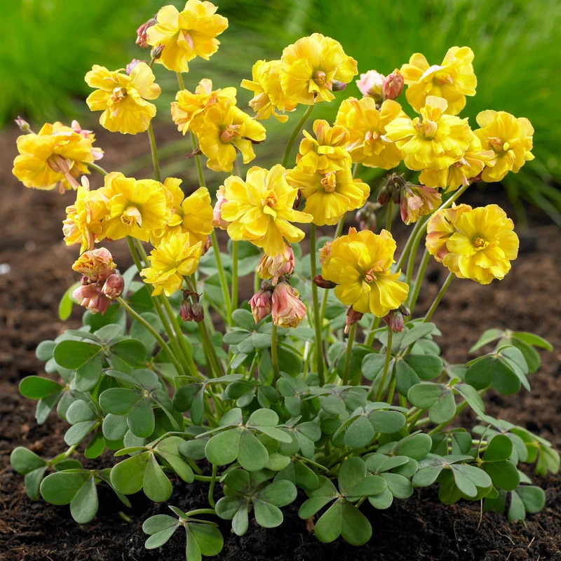 5 Oxalis Double Trouble
