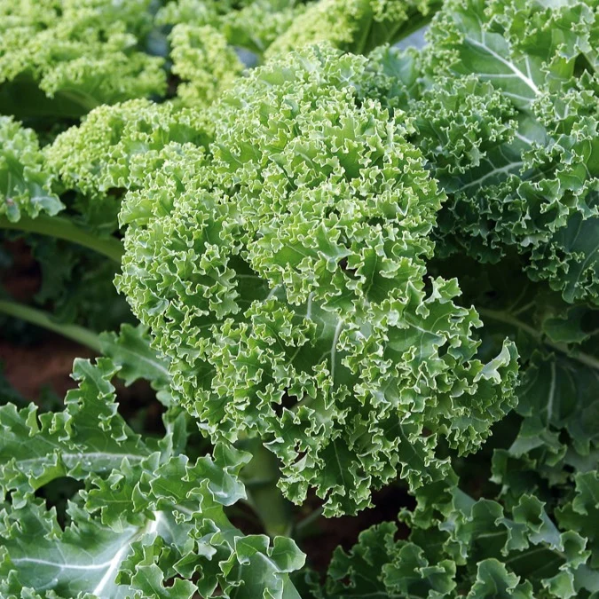 Chou frisé Vert demi nain - Chou Kale