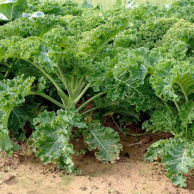 Chou frisé Vert demi nain - Chou Kale