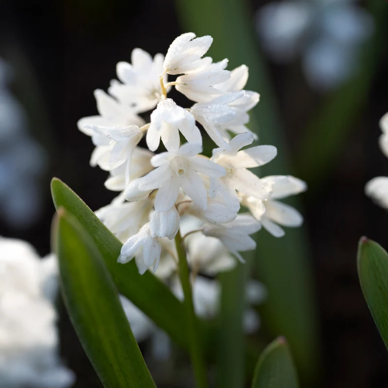 20 Puschkinia blancs