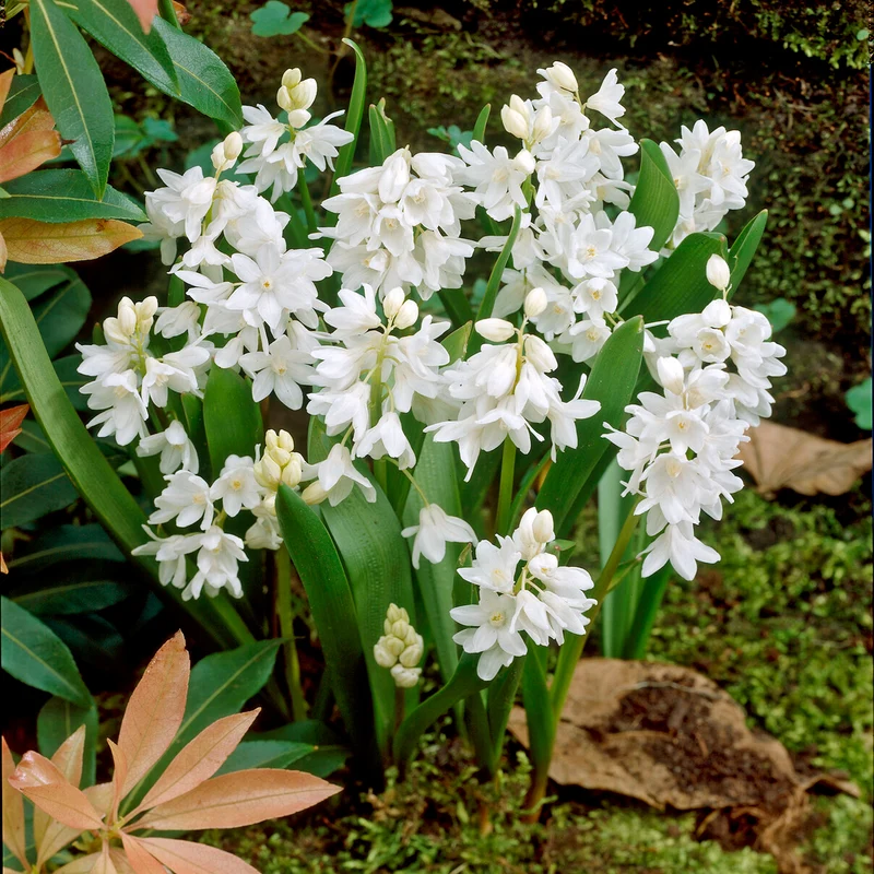 20 Puschkinia blancs