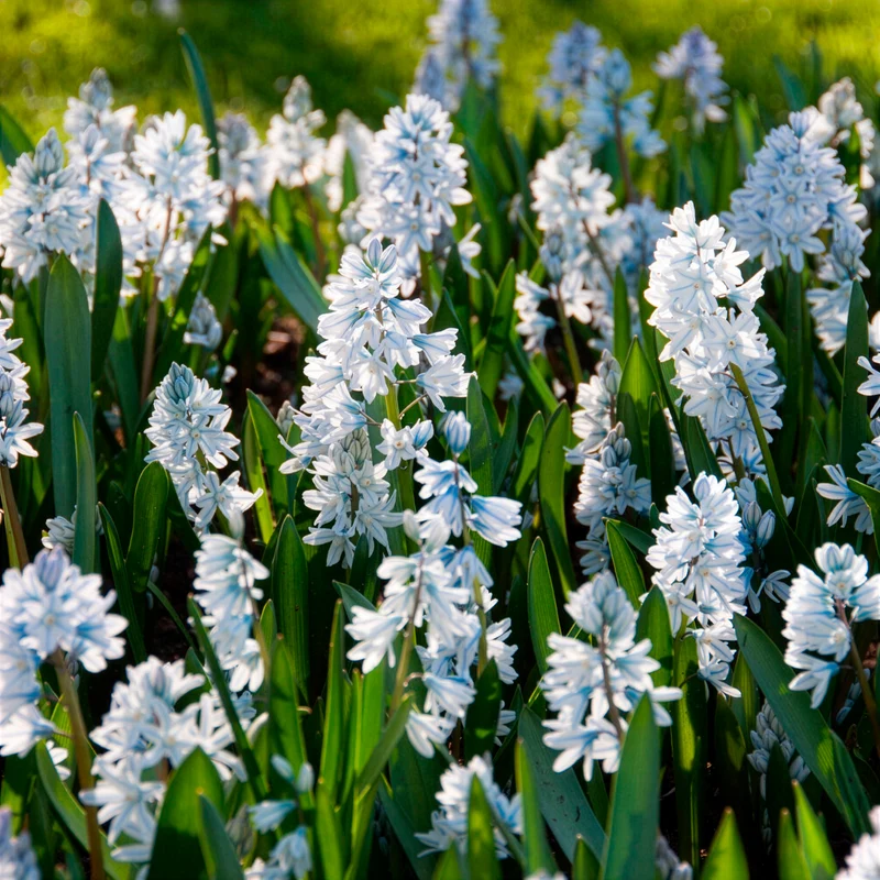 20 Puschkinia blancs