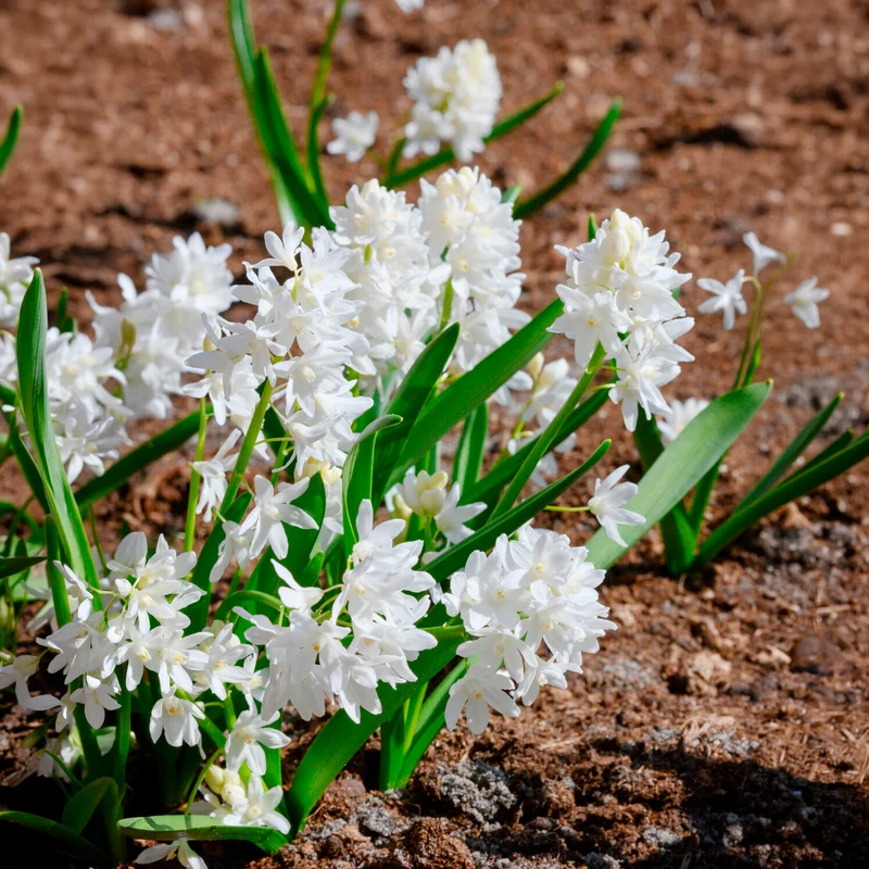 20 Puschkinia blancs