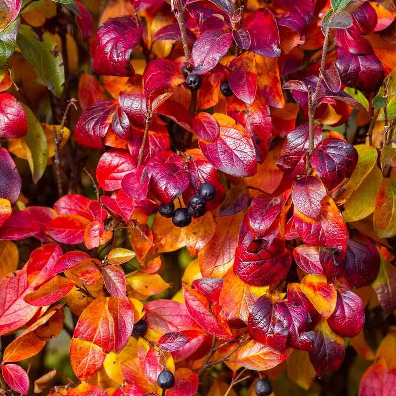 Aronia à fruits noirs