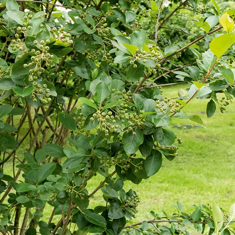 Aronia à fruits noirs