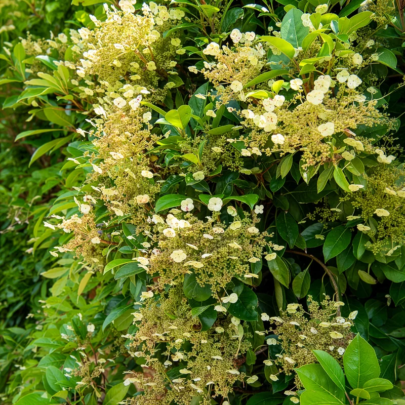 Hortensia grimpant et persistant