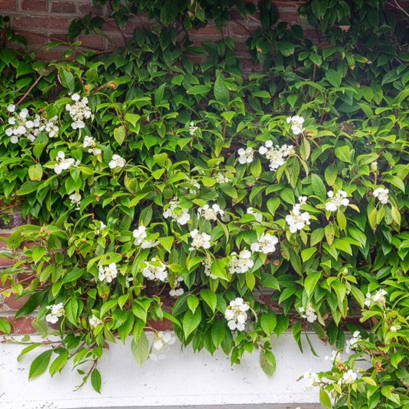 Hortensia grimpant et persistant