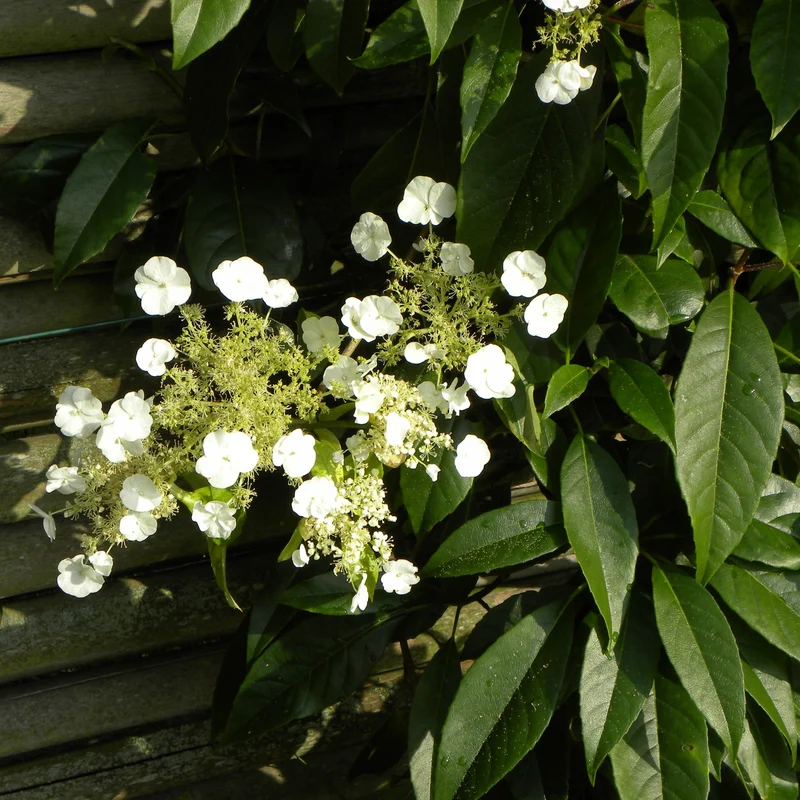 Hortensia grimpant et persistant