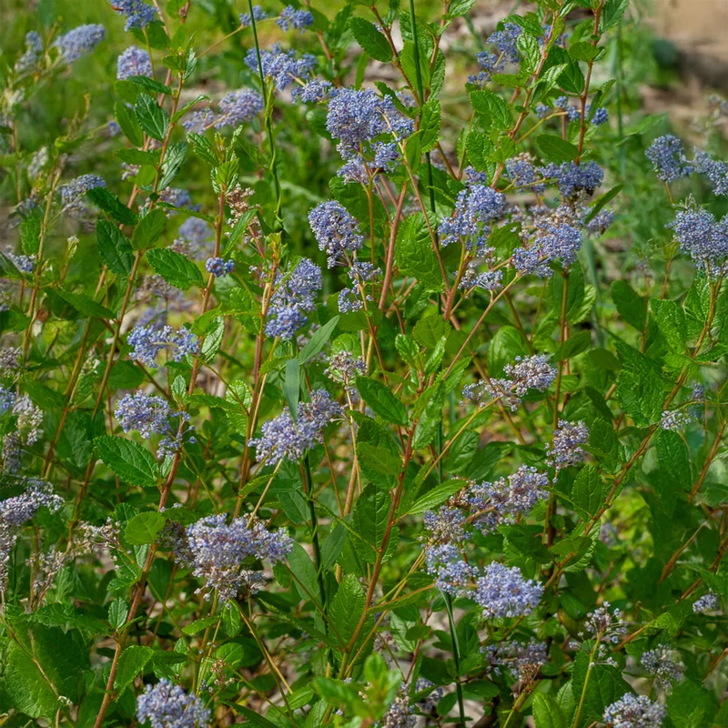 Céanothe Automnal Blue - Lilas de Californie