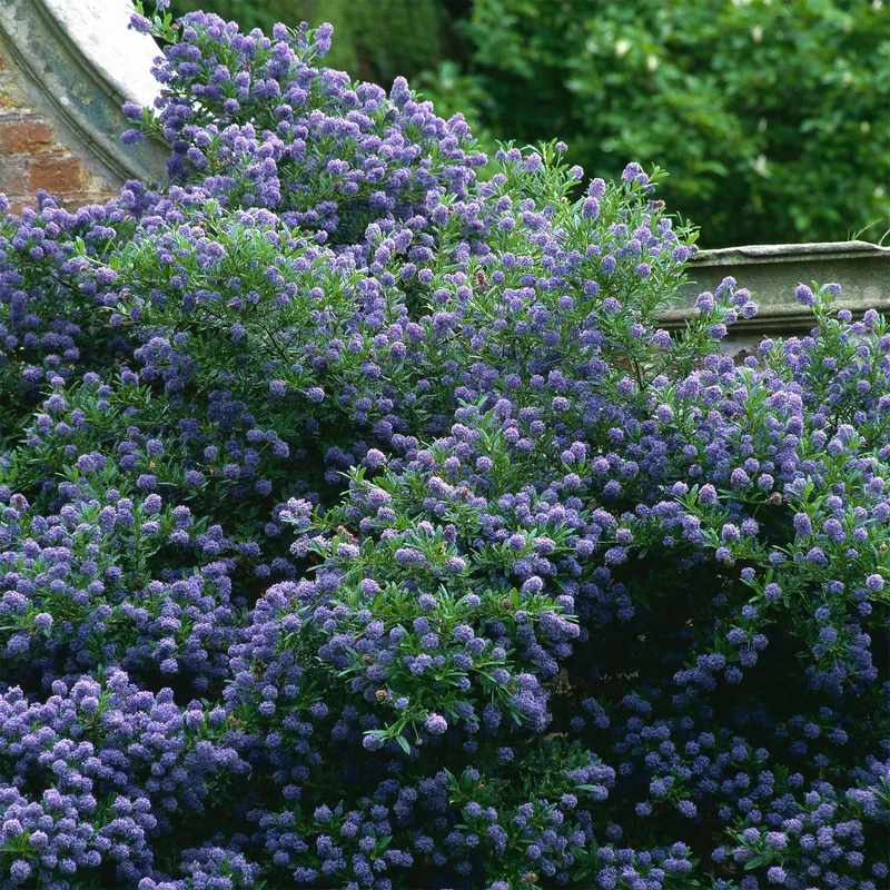 Céanothe Automnal Blue - Lilas de Californie