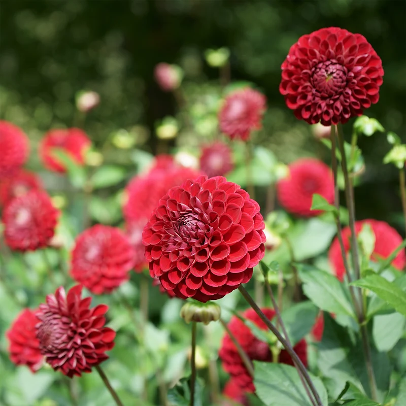 Dahlia Ball Cornel