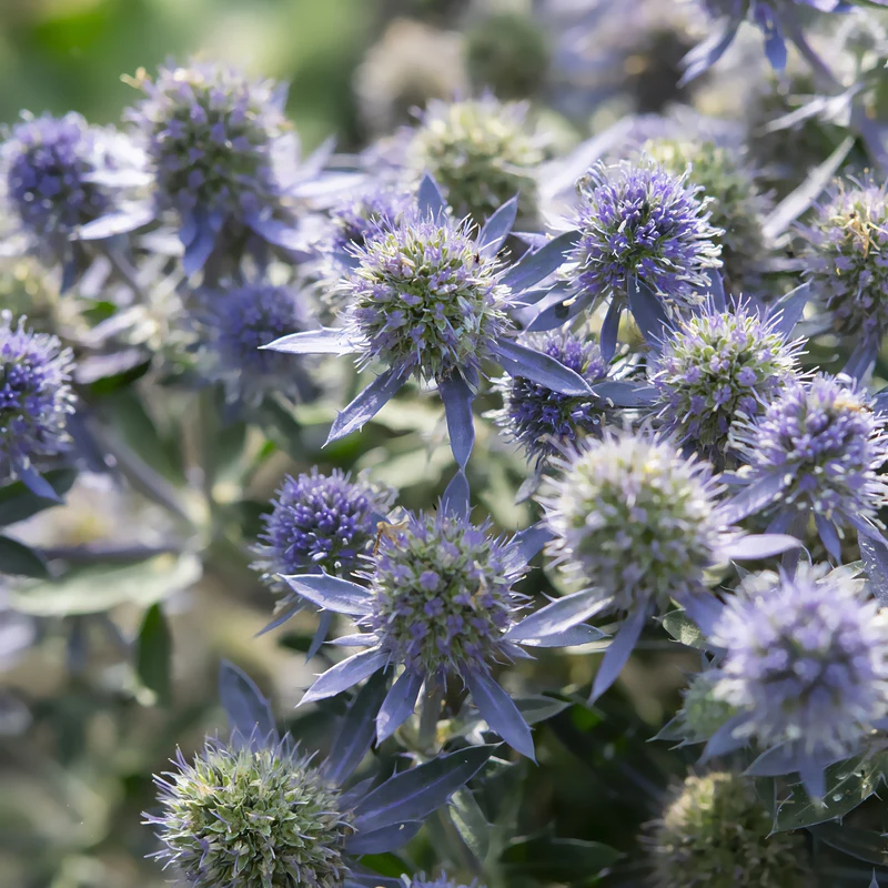 Panicaut à feuilles planes Blue Hobbit