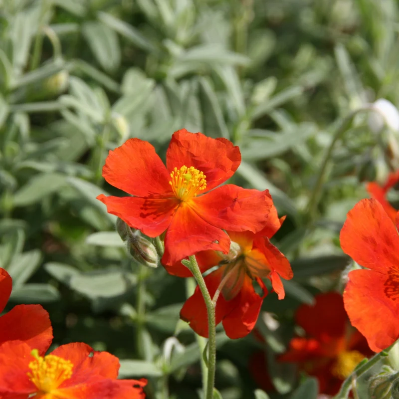 Hélianthème Tomato Red