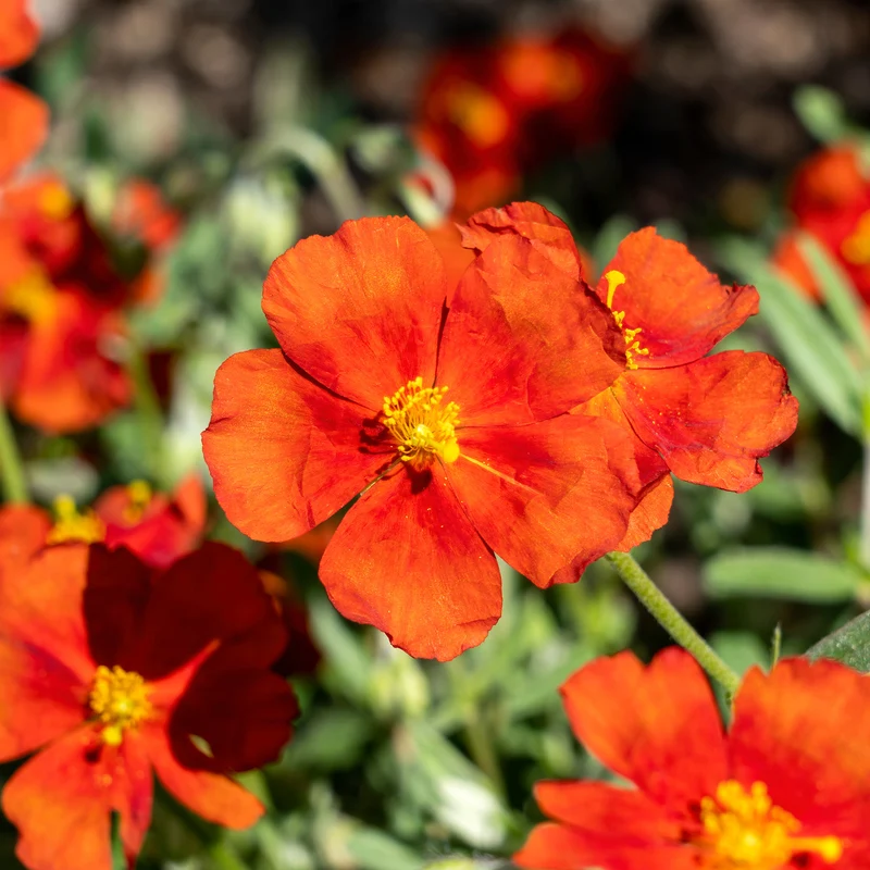 Hélianthème Tomato Red