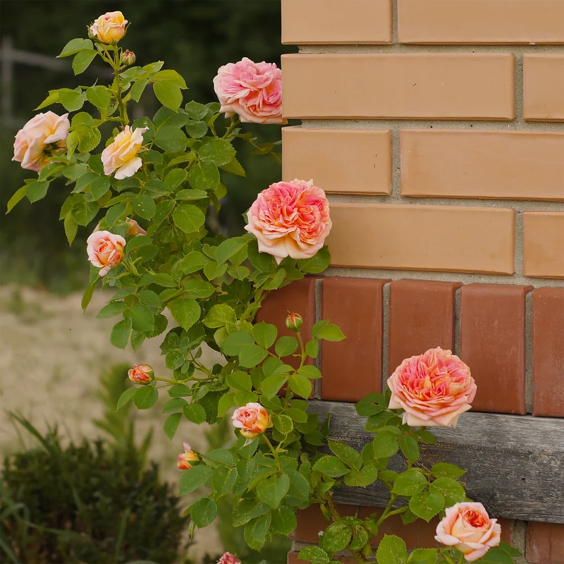 Rosier grimpant Alchymiste