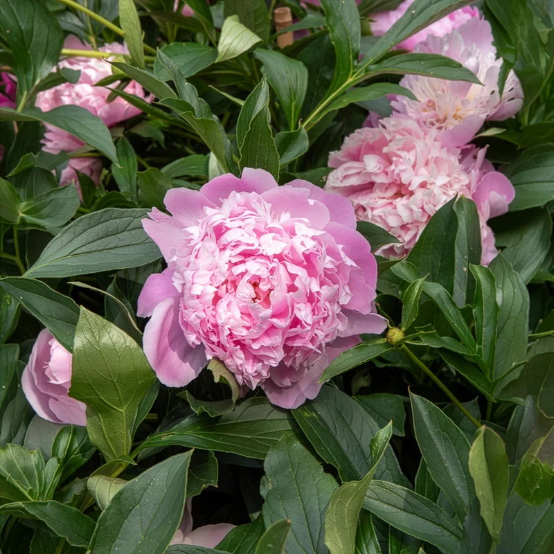 Pivoine Monsieur Jules Elie