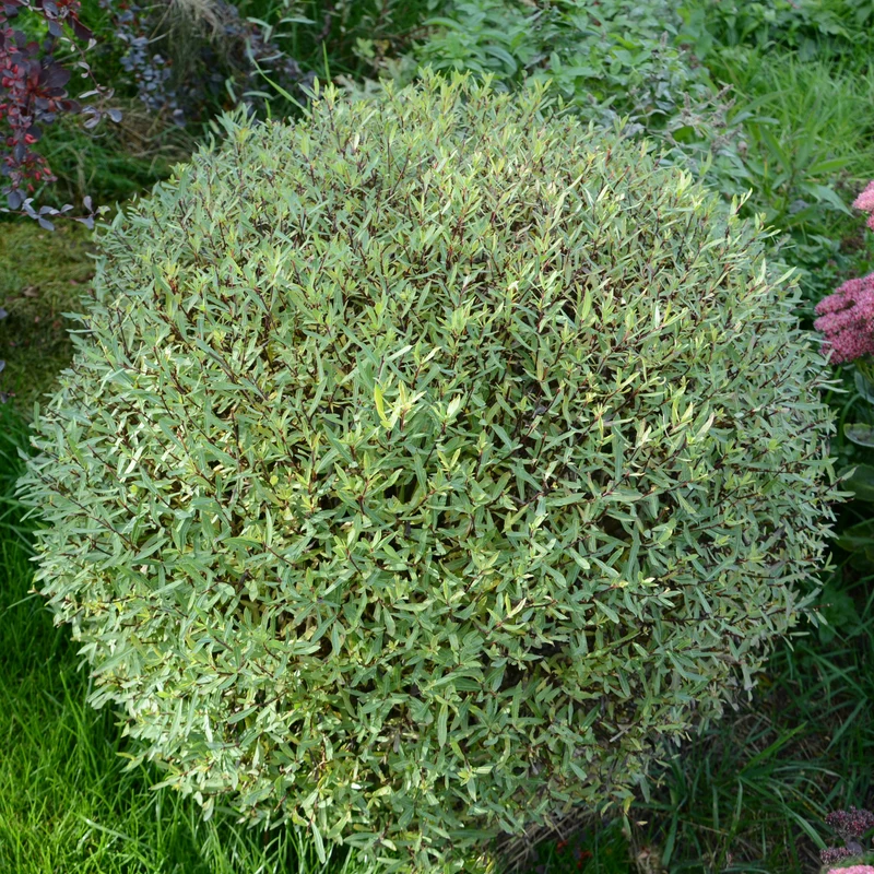 Saule pourpre nain