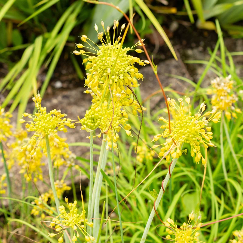 Ail jaune