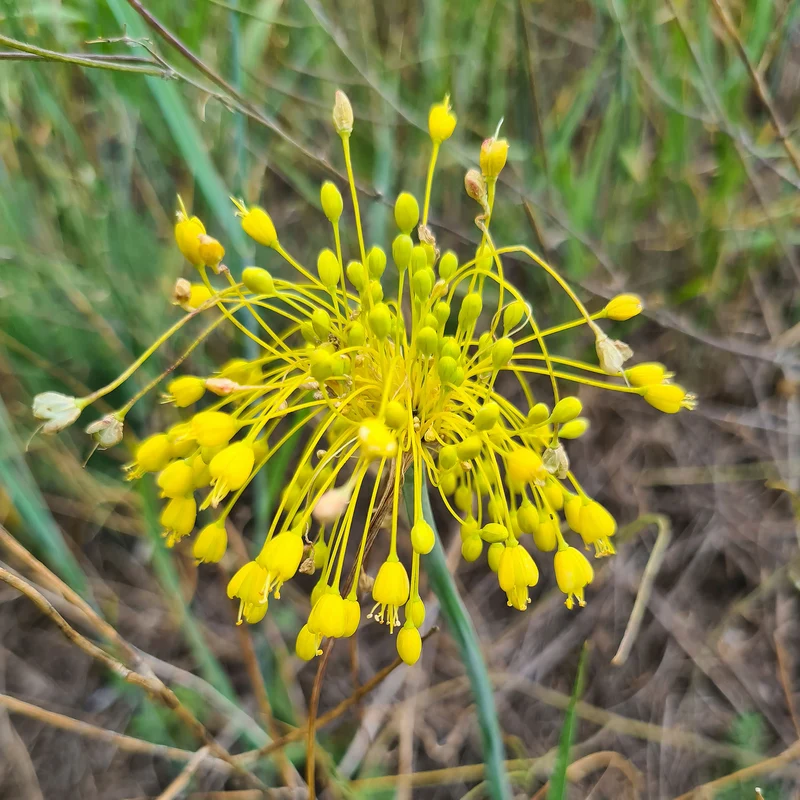 Ail jaune