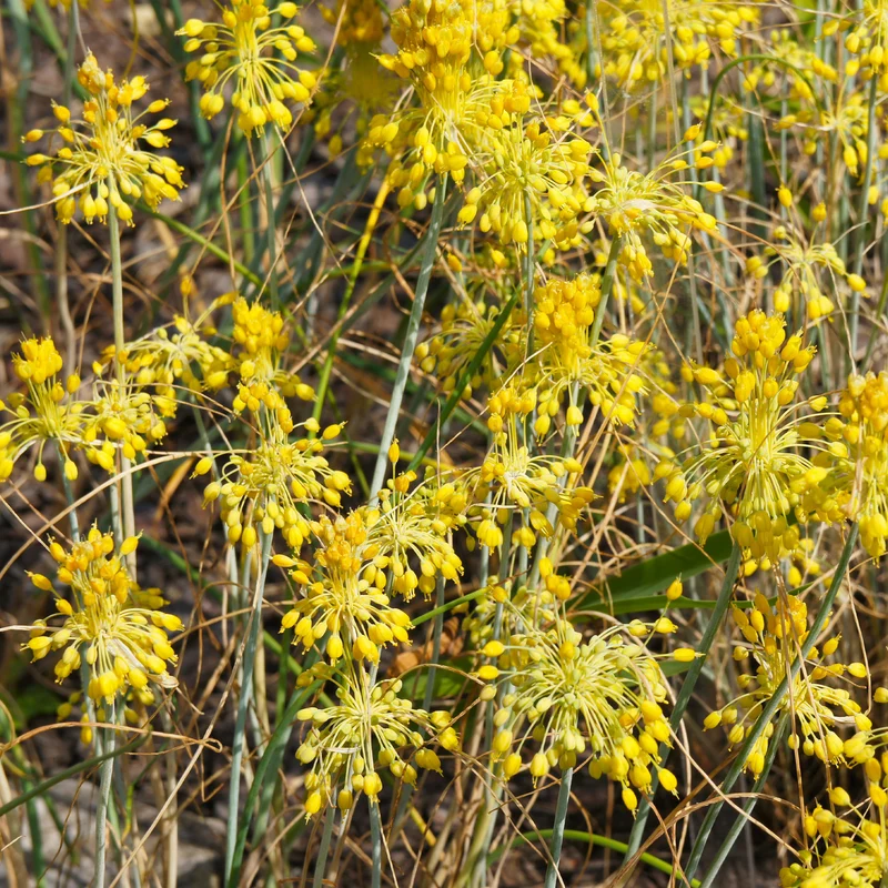Ail jaune