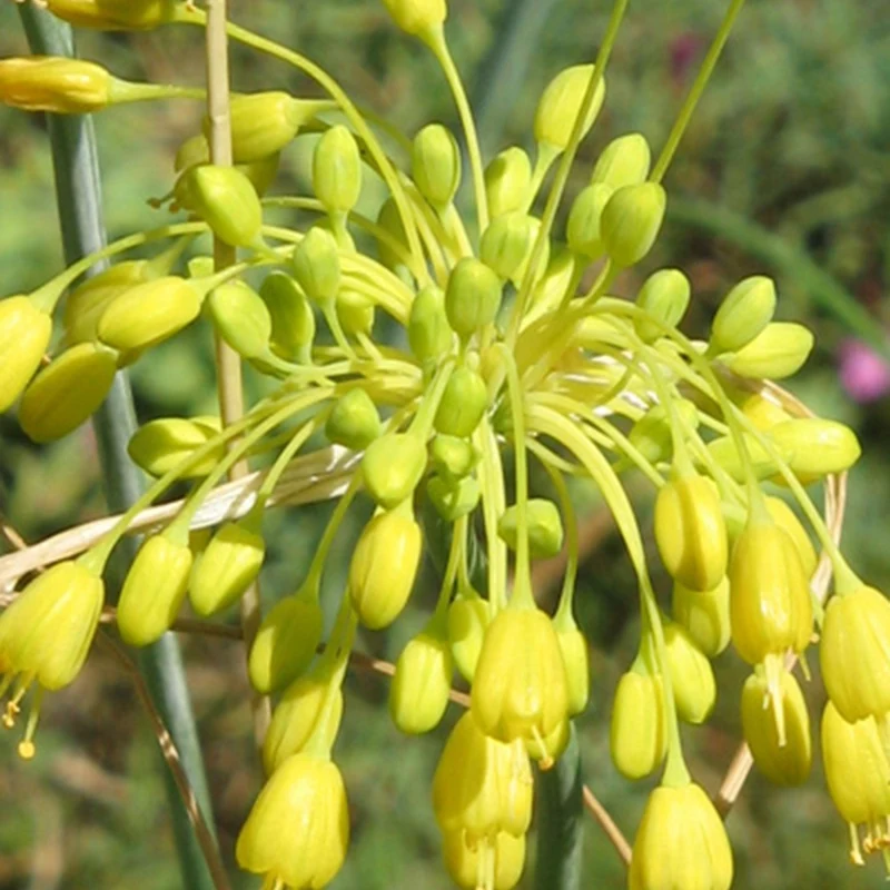 Ail jaune