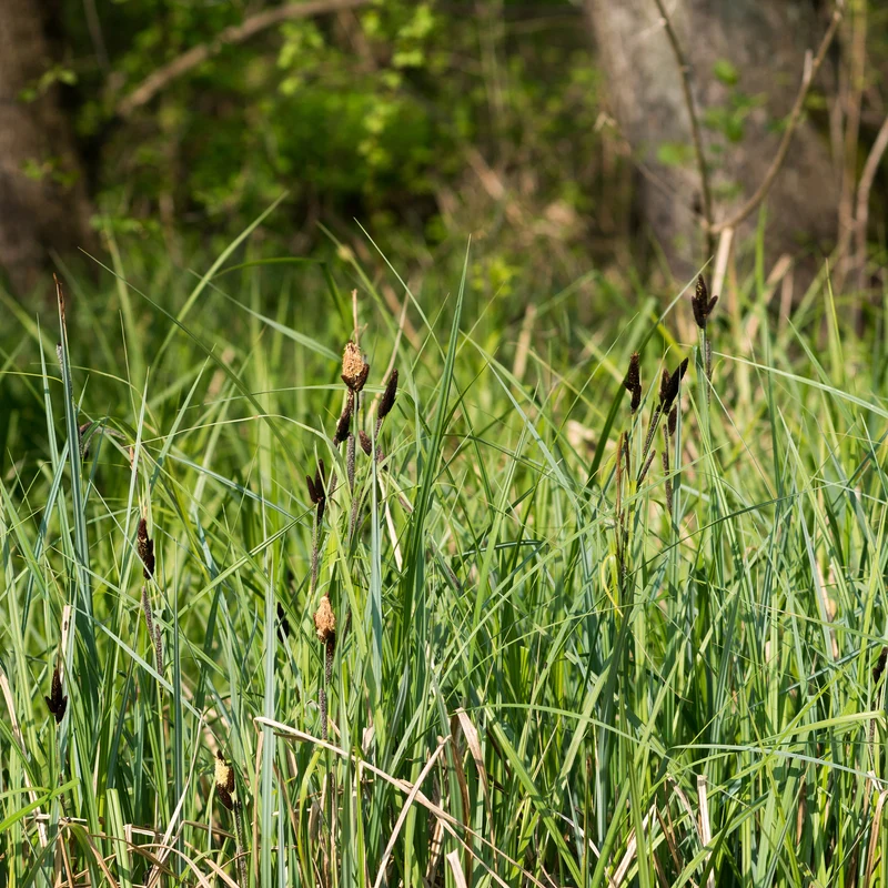 Laîche des marais - Carex
