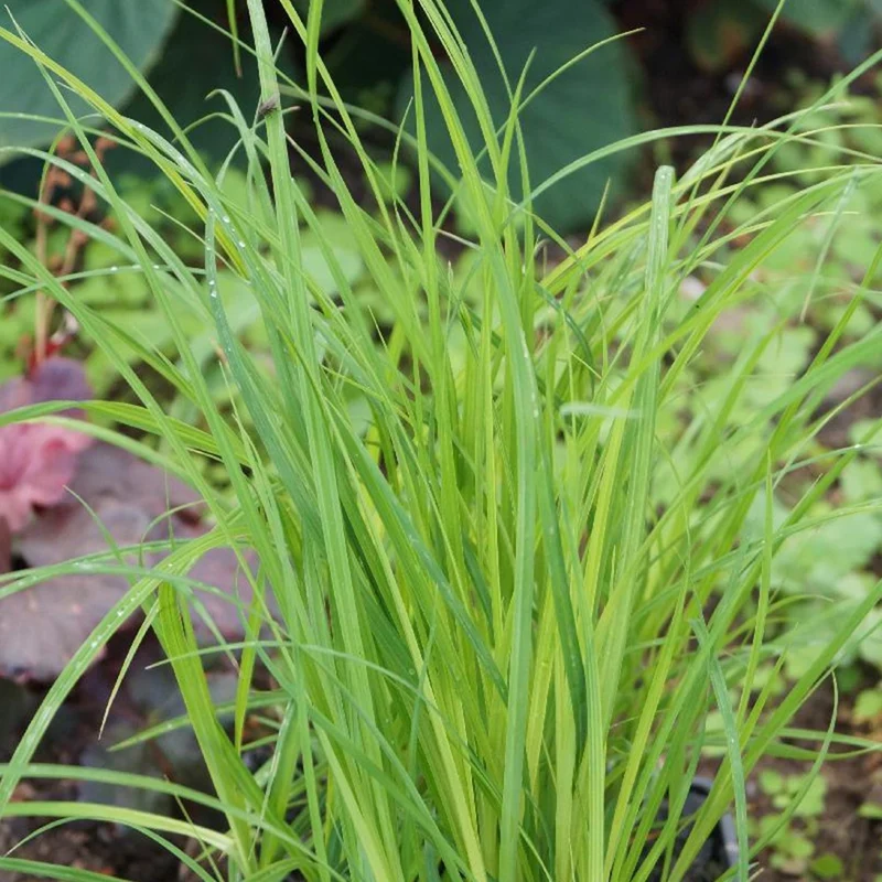 Laîche des marais - Carex