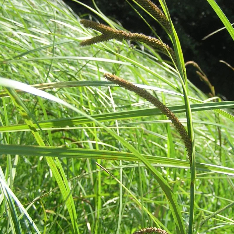 Laîche des marais - Carex