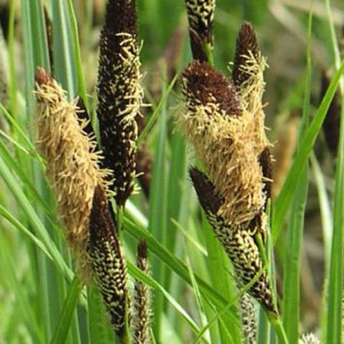 Laîche des marais - Carex