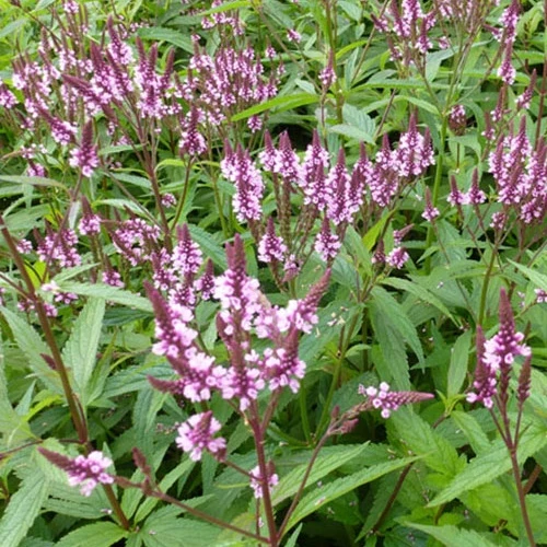Verveine hastée rose