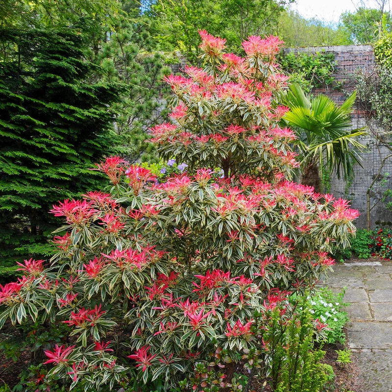 Andromède Flaming Silver