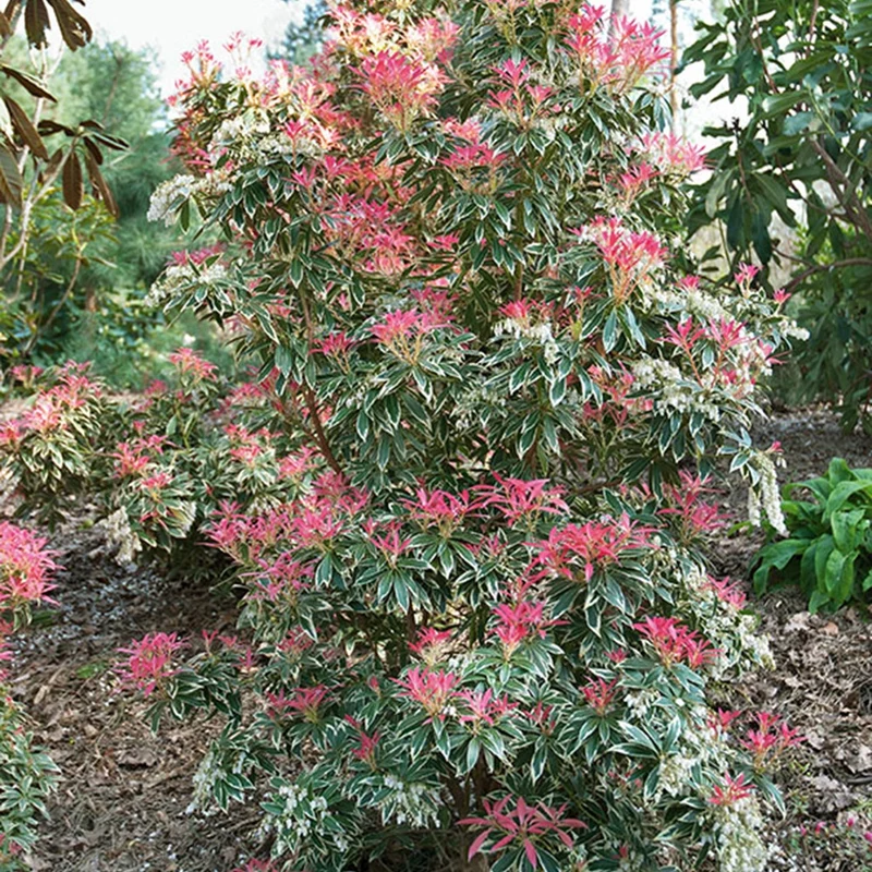 Andromède Flaming Silver