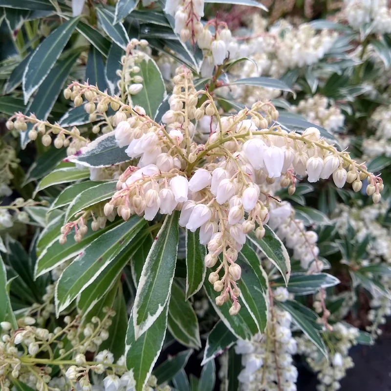 Andromède Flaming Silver