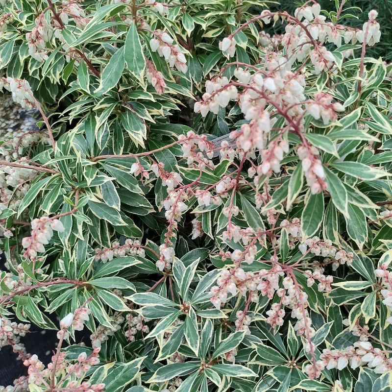 Andromède Flaming Silver
