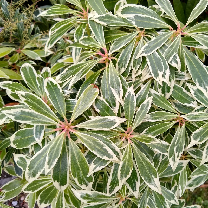 Andromède Flaming Silver