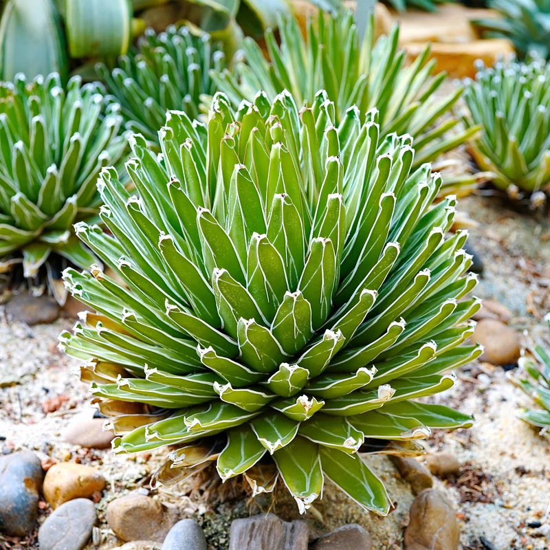 Agave de la Reine Victoria