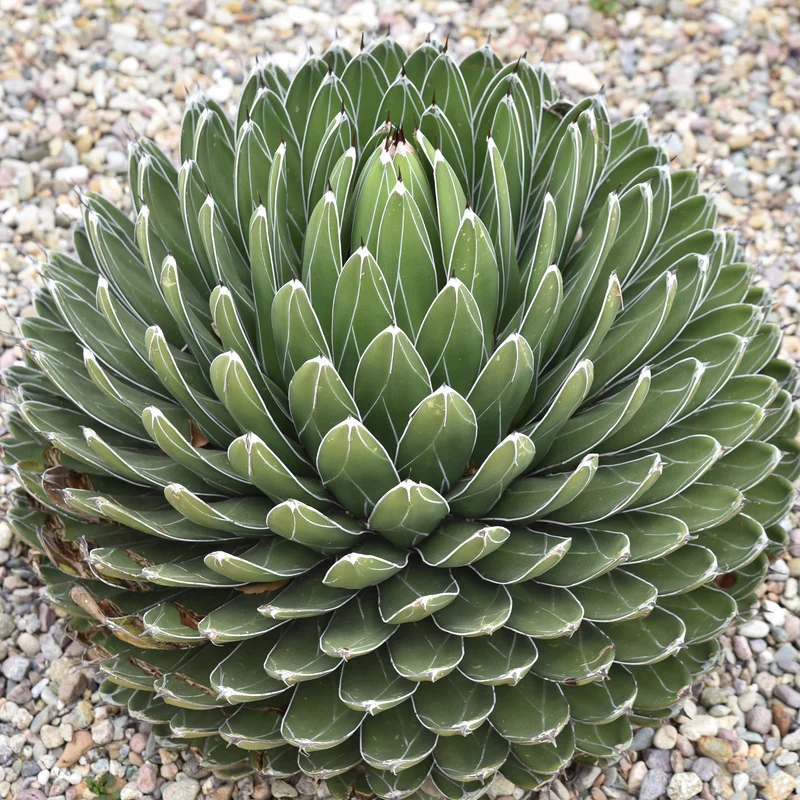 Agave de la Reine Victoria