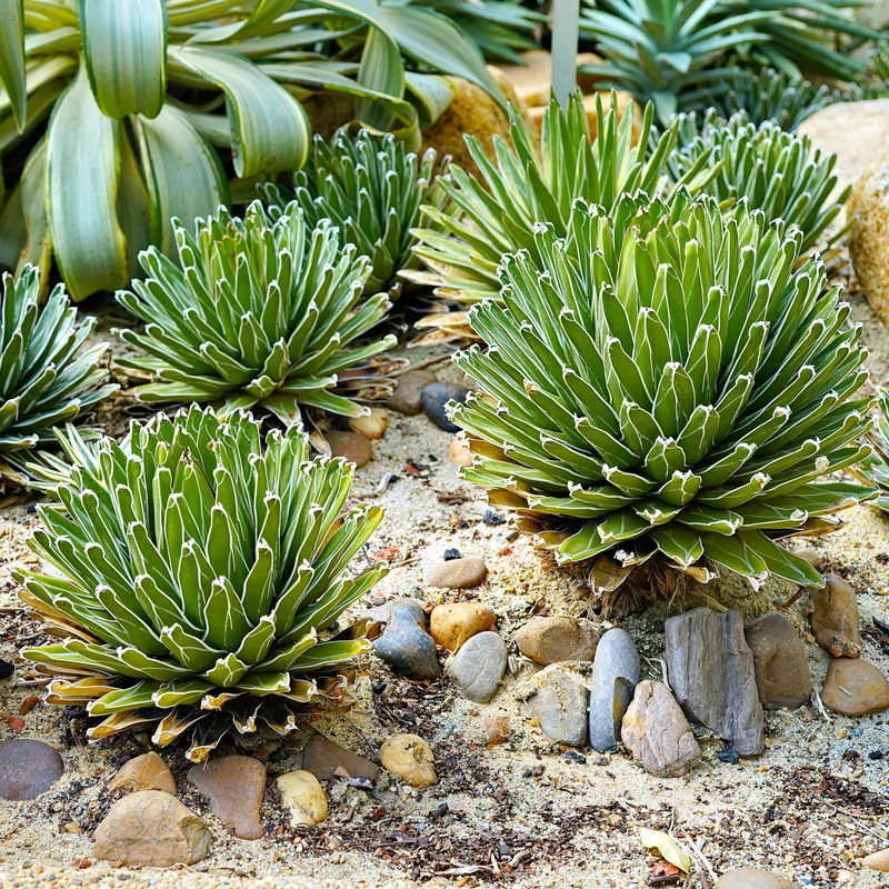 Agave de la Reine Victoria