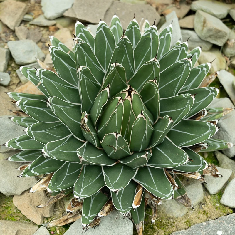 Agave de la Reine Victoria