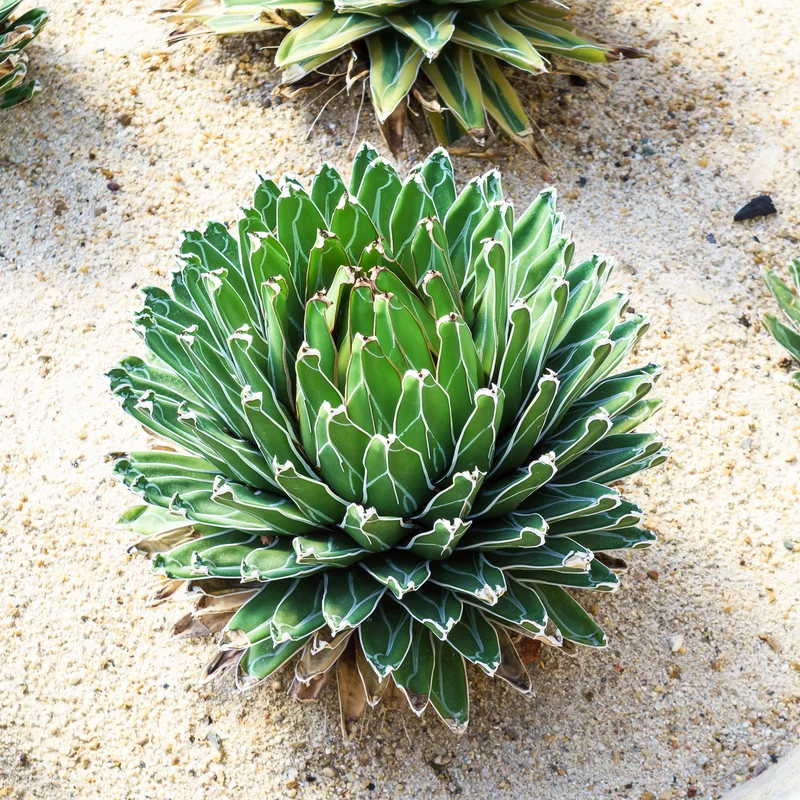 Agave de la Reine Victoria