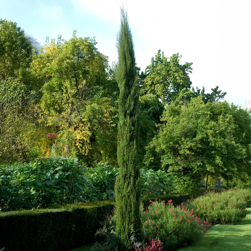 Cyprès d'Italie Stricta