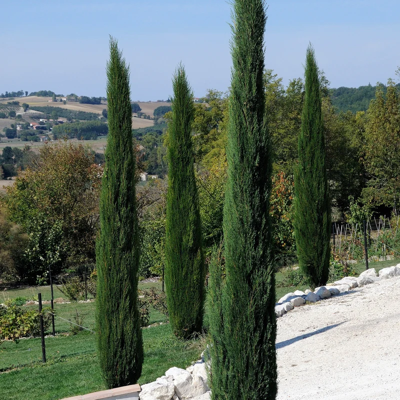 Cyprès d'Italie Stricta