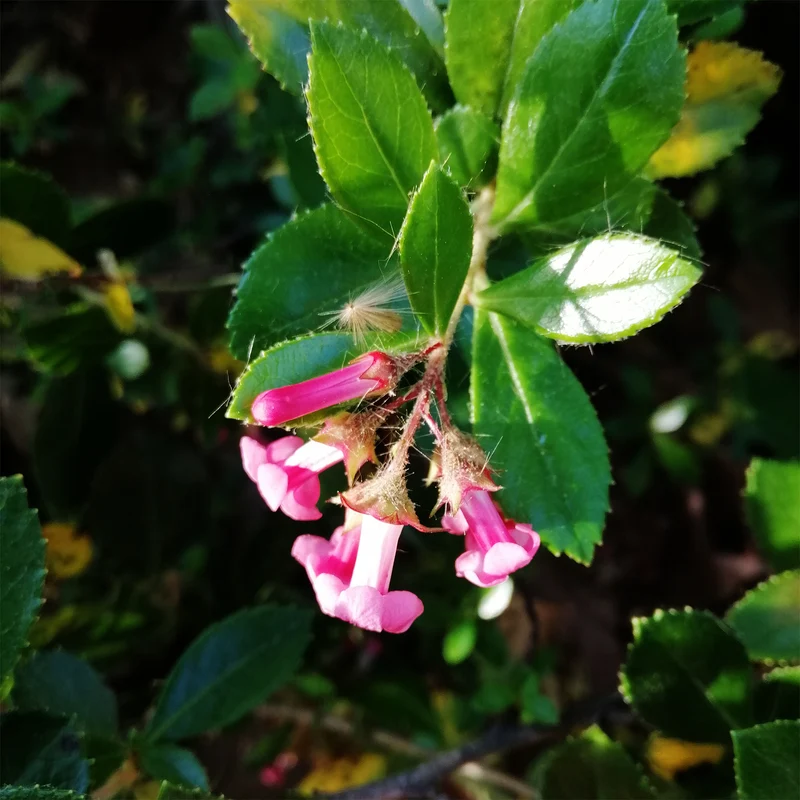 Escallonia rubra macrantha