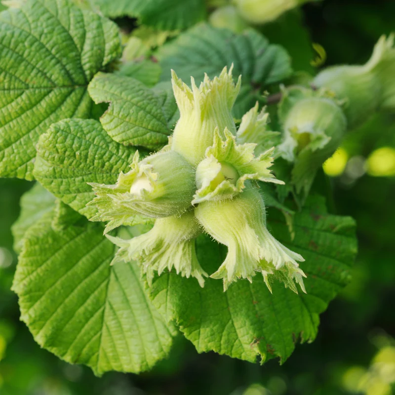 Noisetier Merveille de Bollwiller